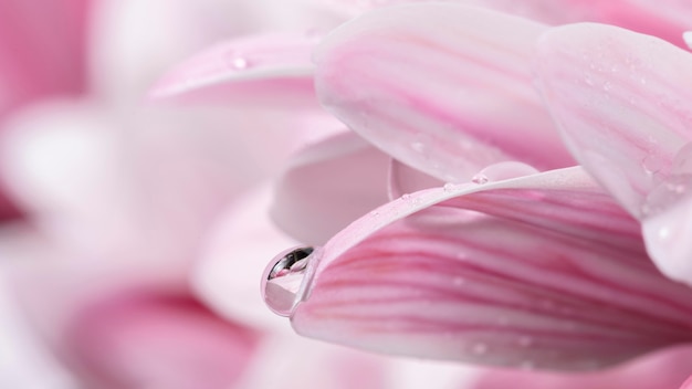 Nahaufnahme nasse rosa und weiße Blütenblätter