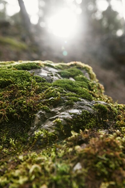 Nahaufnahme Naturgrün