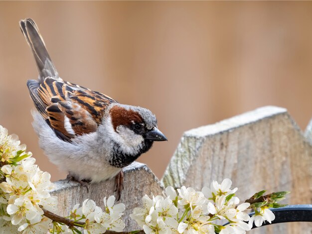 Nahaufnahme niedlicher Spatz mit unscharfem Hintergrund