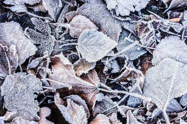 Nahaufnahme oben von gefallenen Herbstblättern bedeckt mit Eiskristallen