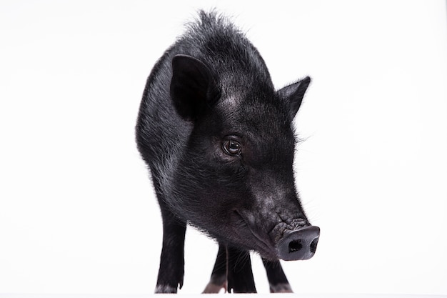 Nahaufnahme ortrait des süßen schwarzen Schweins