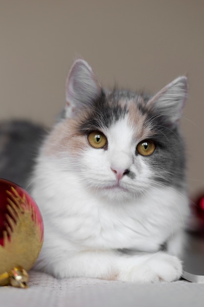 Nahaufnahme Porträt auf schöne Katze