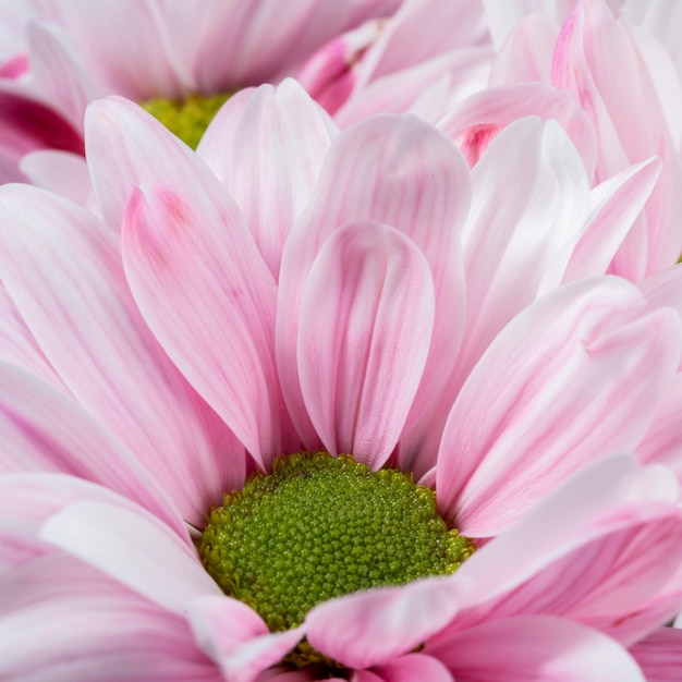 Kostenloses Foto nahaufnahme rosa blütenblätter makronatur