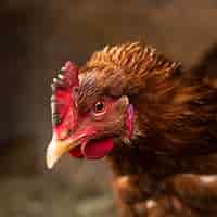 Kostenloses Foto nahaufnahme schöner hühnerlandlebensstil