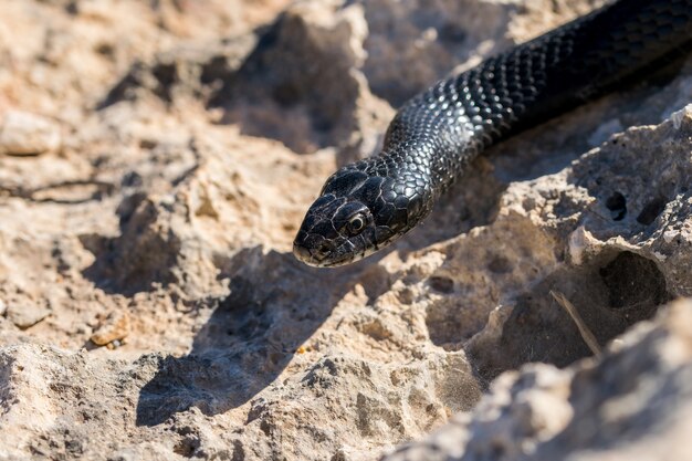 Nahaufnahme Schuss des Kopfes einer erwachsenen schwarzen westlichen Peitschenschlange, Hierophis viridiflavus, in Malta