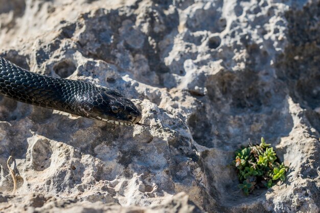 Nahaufnahme Schuss des Kopfes einer erwachsenen schwarzen westlichen Peitschenschlange, Hierophis viridiflavus, in Malta