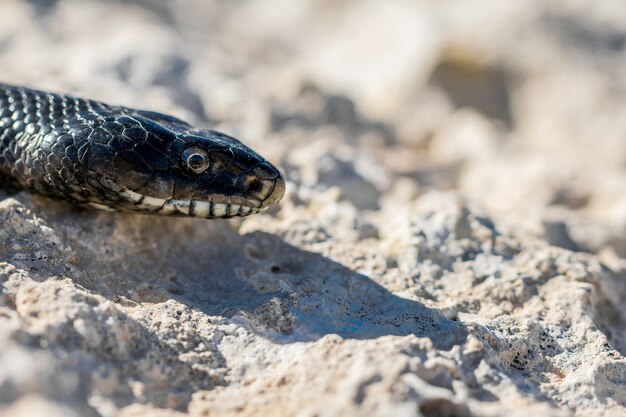 Nahaufnahme Schuss des Kopfes einer erwachsenen schwarzen westlichen Peitschenschlange, Hierophis viridiflavus, in Malta