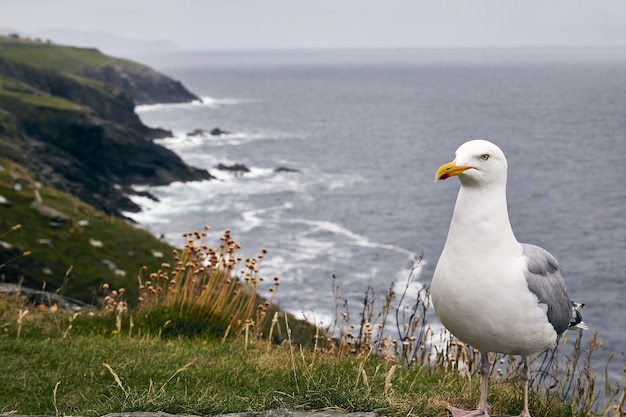 Nahaufnahme Schuss einer Möwe in Slea Head Drive