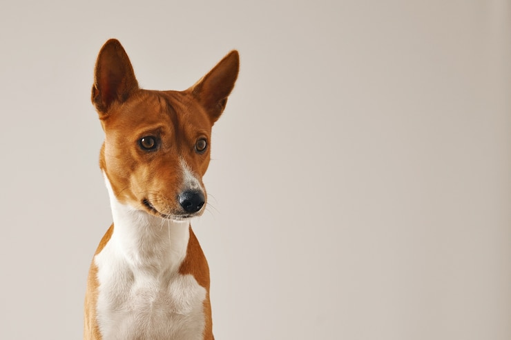 Kostenlose Foto nahaufnahme schuss eines nachdenklichen fokussierten basenji hundes lokalisiert auf weiß