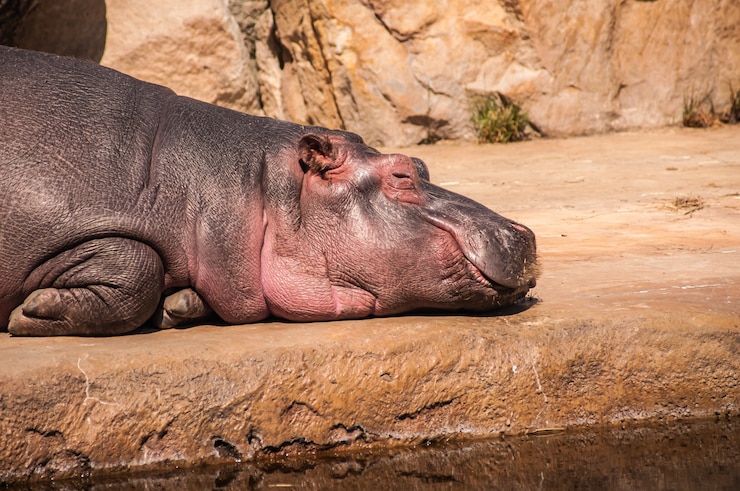 Kostenlose Foto nahaufnahme schuss nilpferd auf dem boden liegend