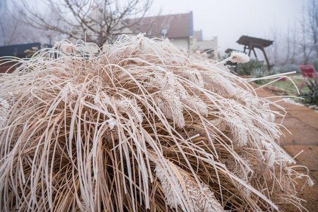 Kostenloses Foto nahaufnahme schuss von geschnittenem trockenem gras