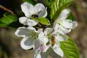 Kostenloses Foto nahaufnahme schuss von honigbienen auf weißen blumen