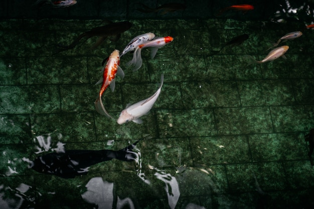 Kostenloses Foto nahaufnahme schuss von koi fisch in einem pool