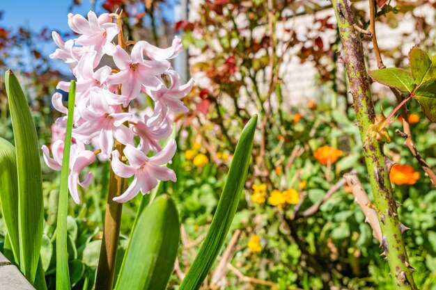 Nahaufnahme Schuss von schönen Hyazinthenblumen