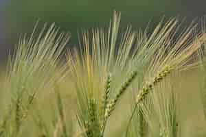 Kostenloses Foto nahaufnahme schuss von triticale pflanzen