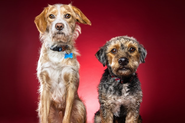 Nahaufnahme Schuss von zwei niedlichen Hund auf einem roten