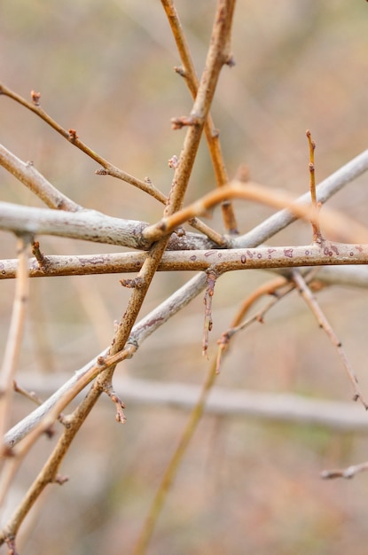 Kostenloses Foto nahaufnahme schuss von zweigen des baumes verheddert