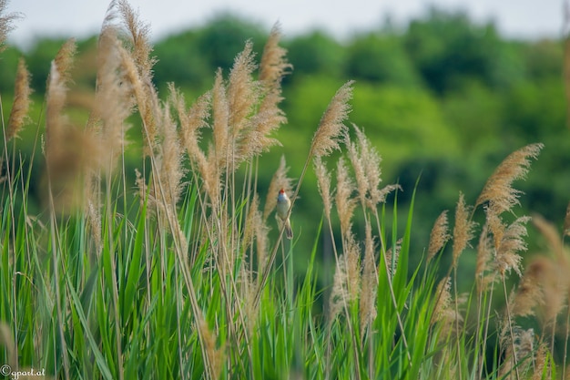 Nahaufnahme Schuss von Zweigen des gemeinsamen Schilfs und eines kleinen Vogels, der auf einem von ihnen sitzt