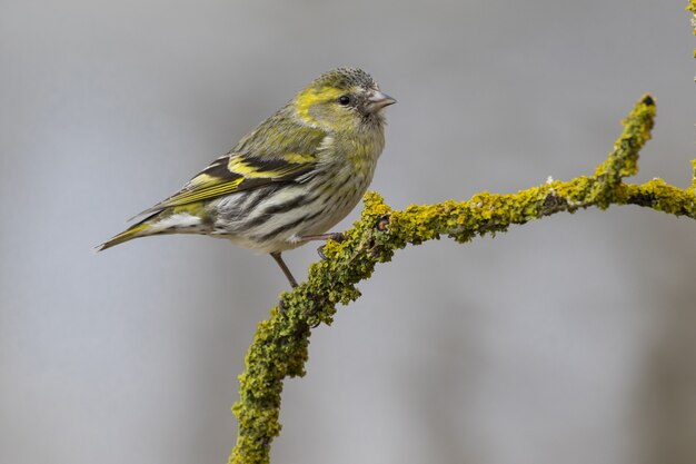 Nahaufnahme selektiver Fokusschuss eines schönen Kanarienvogels