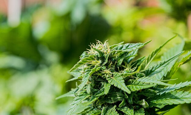 Nahaufnahme selektiver Fokusschuss von grünem Cannabis in einem Garten