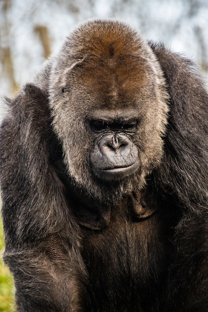 Nahaufnahme sot eines traurigen Gorillas, der auf den Boden schaut