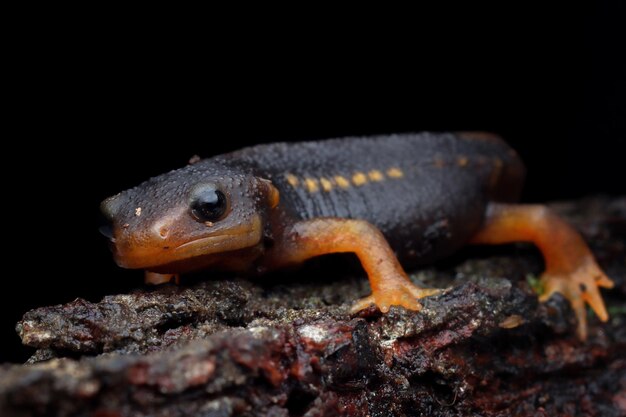 Nahaufnahme Tylototriton verrucosus Salamander auf Holz mit schwarzem Hintergrund