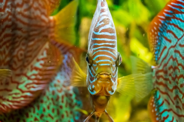 Nahaufnahme-Unterwasseraufnahme des schönen Brown Brown-Fisches