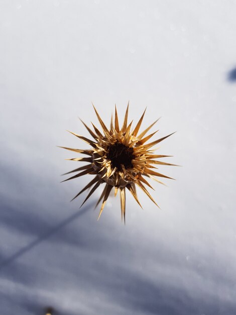 Nahaufnahme vertikaler Schuss einer gelben Blume mit scharfen Dornen auf einem schneebedeckten