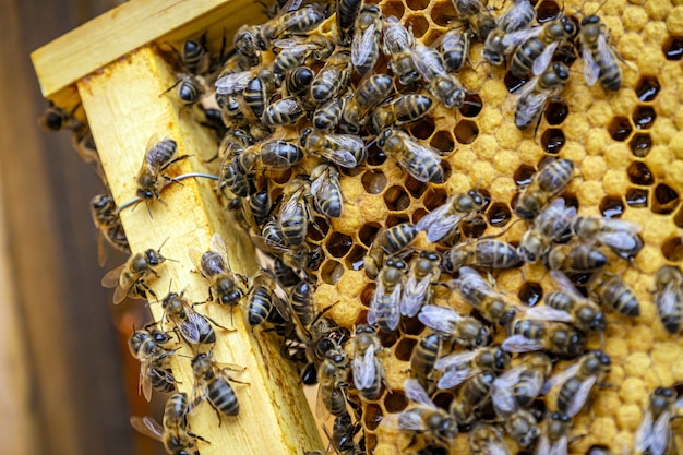 Nahaufnahme vieler Bienen auf einem Wabenrahmen, der Honig macht