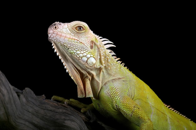 Kostenloses Foto nahaufnahme von albino leguan auf holz leguan albino nahaufnahme leguan albino