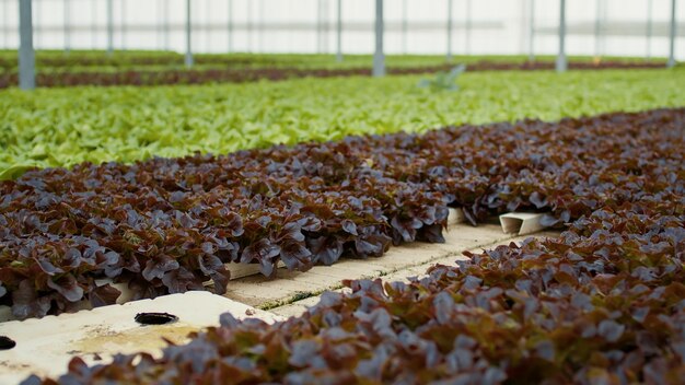 Nahaufnahme von ausgewachsenem Salat, bereit zur Ernte und Lieferung in leerem Gewächshaus mit hydroponischer Umgebung. Selektiver Fokus auf Bio-Gemüse, das ohne Pestizide im Bio-Bauernhof angebaut wird.