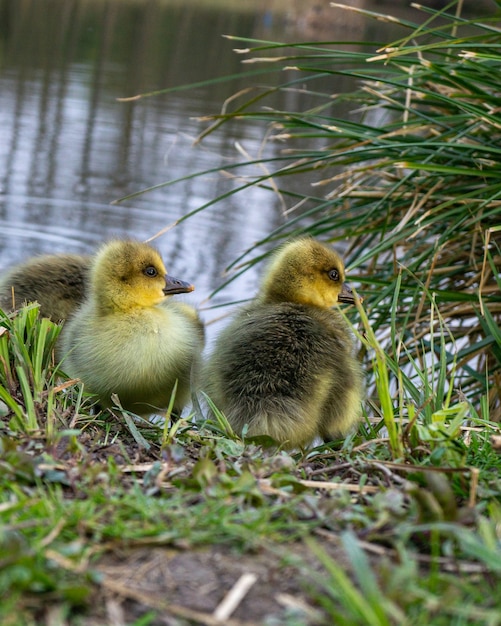 Nahaufnahme von Babyenten am Ufer des Flusses