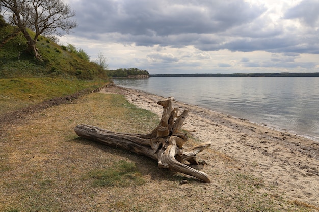 Nahaufnahme von Baumrinde an einem Strand in Middelfart, Dänemark