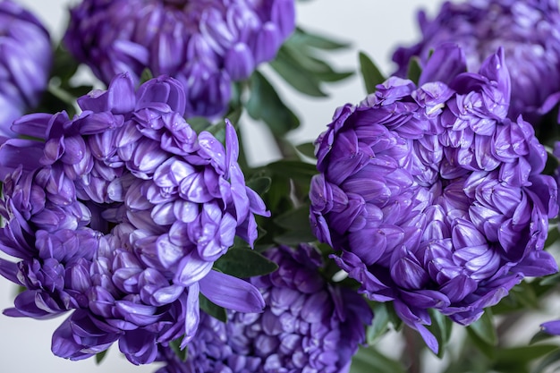 Nahaufnahme von blauen Chrysanthemen auf einem unscharfen Hintergrund.