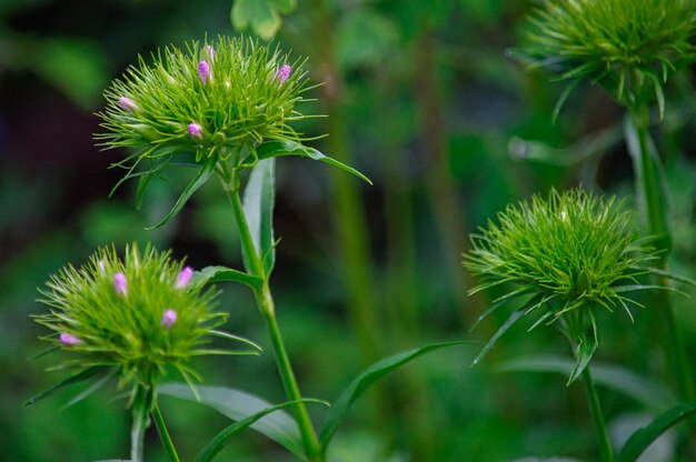 Nahaufnahme von blühenden Blumen in einem Garten