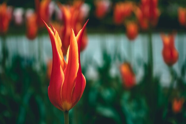 Nahaufnahme von blühenden roten und gelben Tulpen im Garten