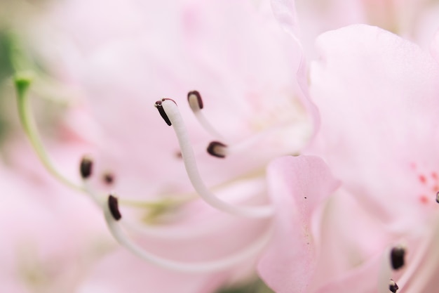 Kostenloses Foto nahaufnahme von blühenden weißen blumen