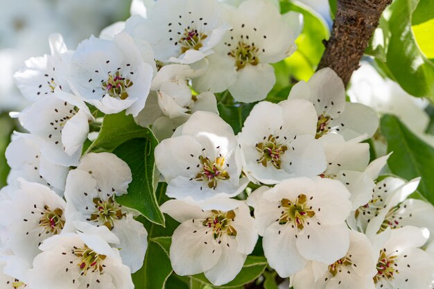 Nahaufnahme von Blumen auf einem blühenden Apfelbaum.