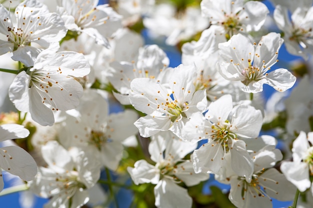 Nahaufnahme von Blumen auf einem blühenden Apfelbaum