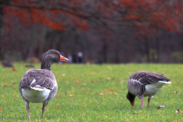 Nahaufnahme von braunen Enten, die in einem Park mit Bäumen auf einer Unschärfe während des Herbstes gehen