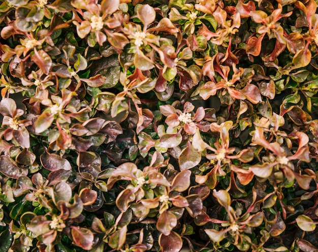 Nahaufnahme von braunen frischen Blättern mit kleinen Blumen