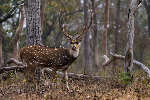 Nahaufnahme von Chital im Mudumalai Nationalpark in Indien in