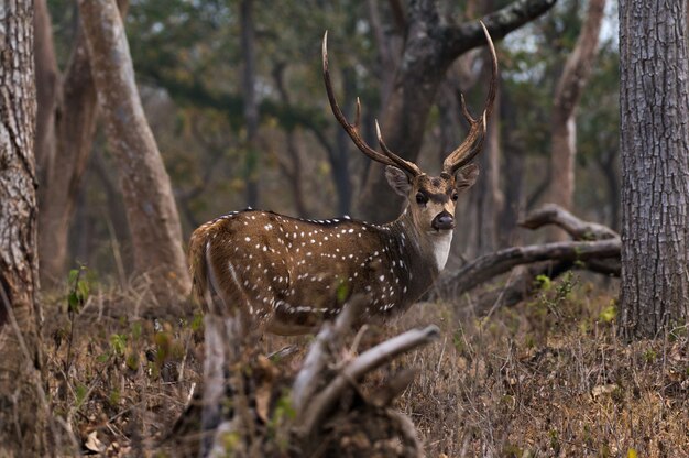 Nahaufnahme von Chital im Mudumalai-Nationalpark in Indien