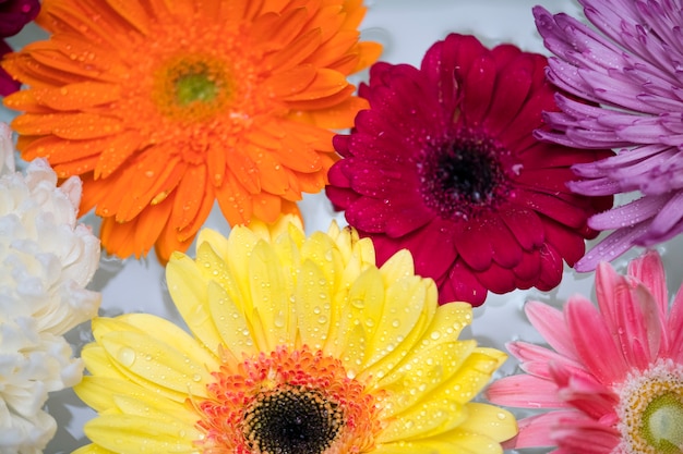 Nahaufnahme von den bunten Blumen, die auf Wasserhintergrund schwimmen