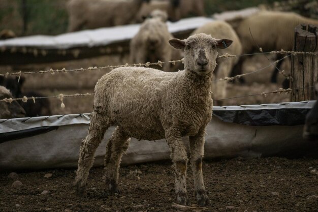 Nahaufnahme von einem beigefarbenen Lamm in einem Bauernhof mit einer Herde von Lämmern