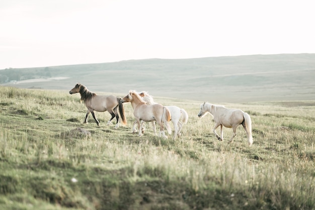 Kostenloses Foto nahaufnahme von entzückenden ponys, die die wildnis genießen