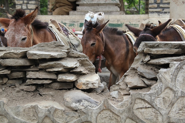 Nahaufnahme von Eseln in der Farm