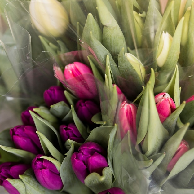 Nahaufnahme von frischem weiß; lila und rosa tulpenblumenstrauß