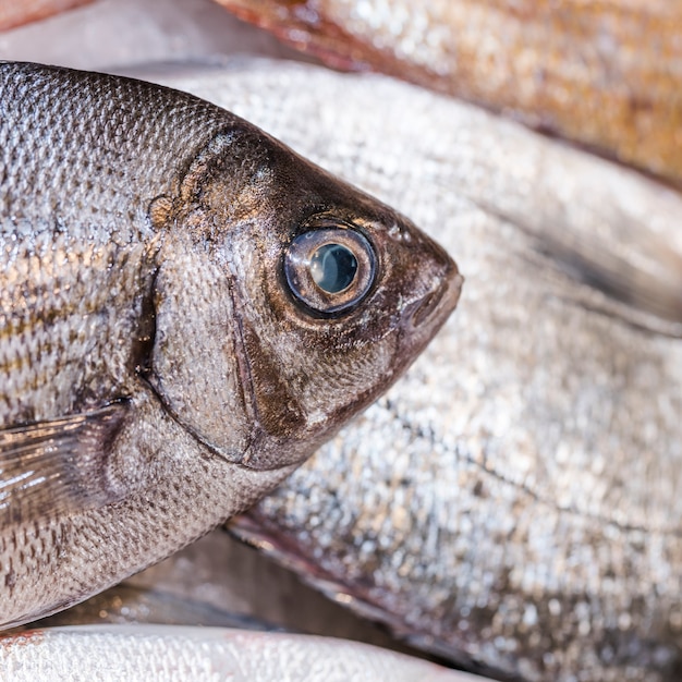 Nahaufnahme von frischen Fischen im Shop