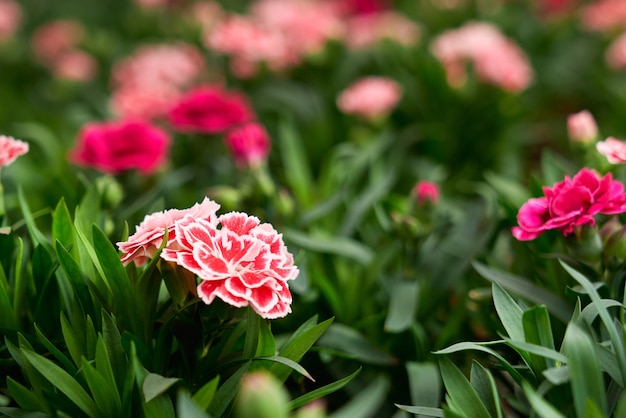Nahaufnahme von frischen Grünpflanzen mit schönen rosa und roten Blumen an der frischen Luft. Konzept unglaublicher Pflanzen mit verschiedenen Farbenblumen im Gewächshaus.